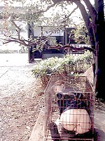 big cock asia